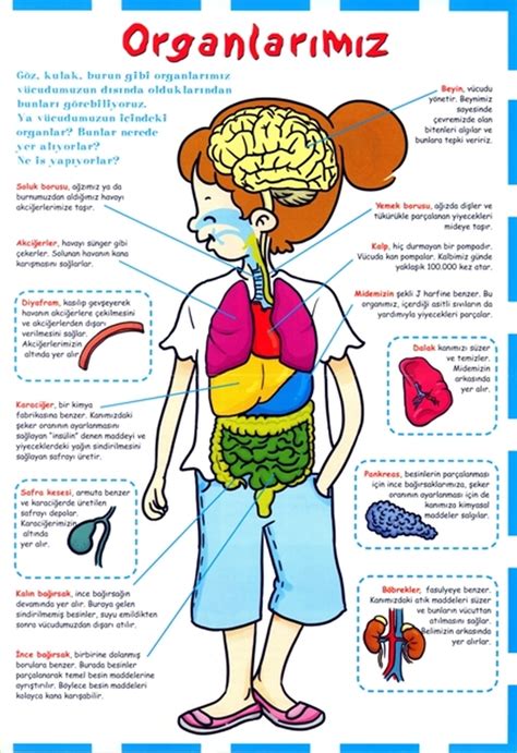 İç Organların Sağlığı İçin Suya Ne Eklenebilir?